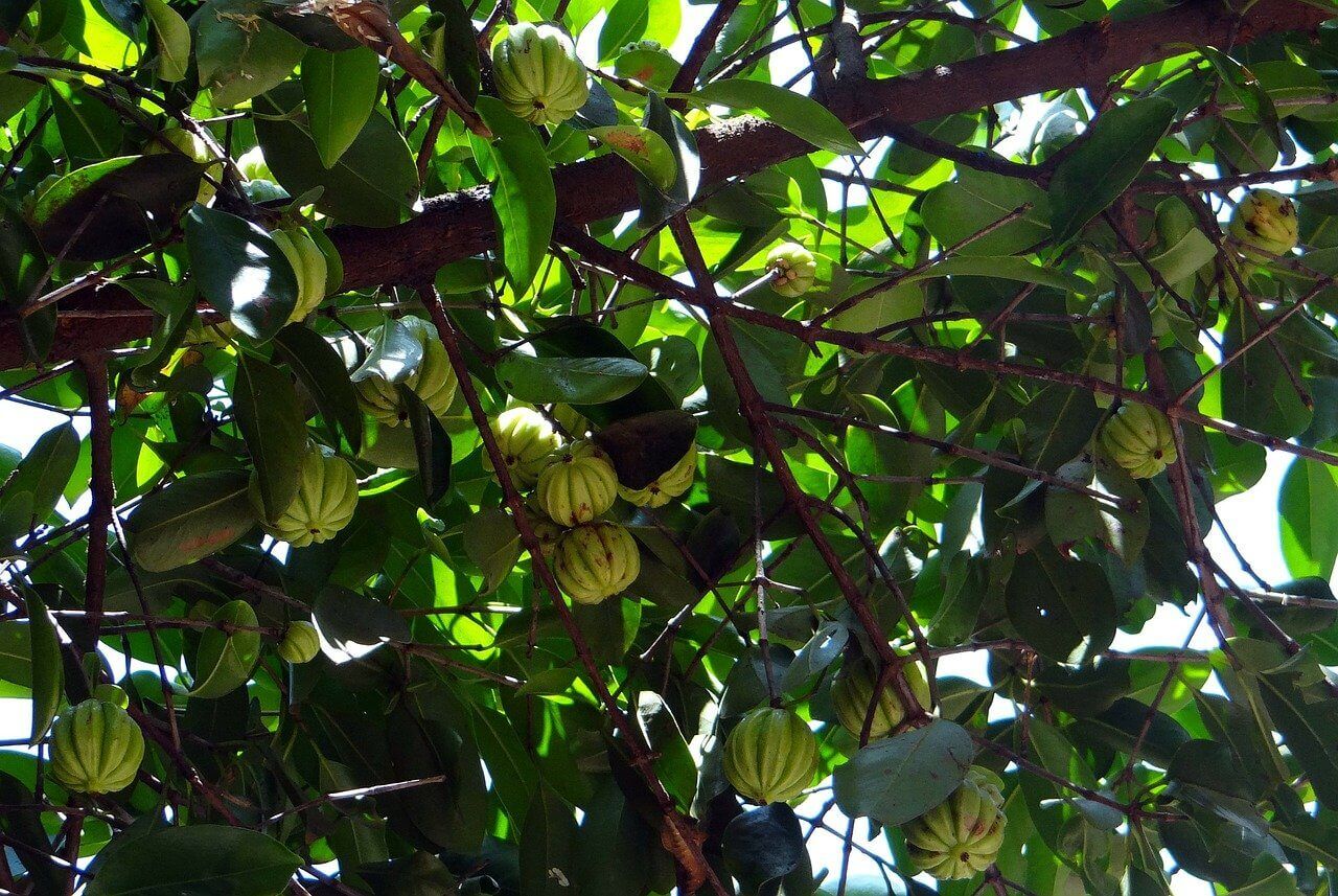 What is Garcinia Cambogia and It’s Health Benefits
